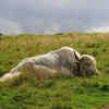 Cows sleep just 4 hours a day