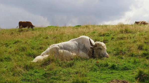 Cows sleep just 4 hours a day