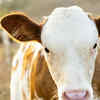 Article image for: Cows have super-sensitive hearing