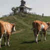 Cows have a staircase problem