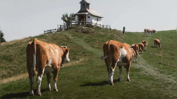 Cows have a staircase problem