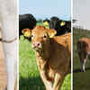 Article image for: Interesting facts about cows: 10 surprising signs they’re smarter than you think