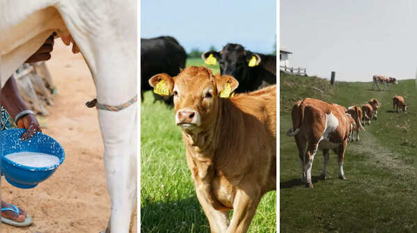 Interesting facts about cows: 10 surprising signs they’re smarter than you think