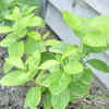 Persimmon is not a plant that responds well to guesswork.