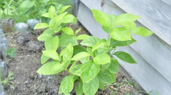 Persimmon is not a plant that responds well to guesswork.