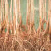 Article image for: Root disturbance can delay fruiting for years