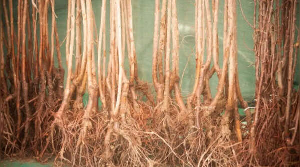 Root disturbance can delay fruiting for years