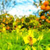 Article image for: Pollination changes both yield and fruit quality