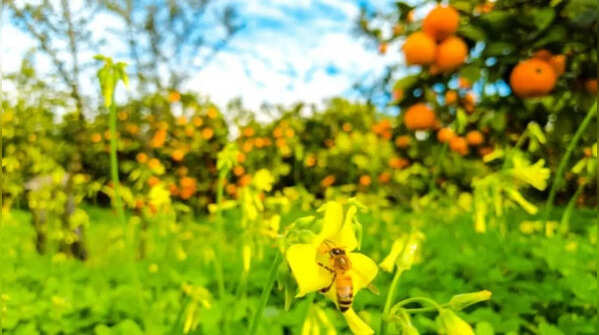 Pollination changes both yield and fruit quality