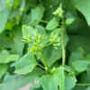 Fruit drop is often not a problem; it's how the plant regulates itself