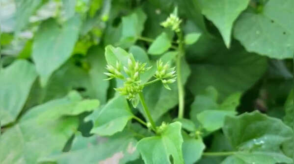 Fruit drop is often not a problem; it's how the plant regulates itself