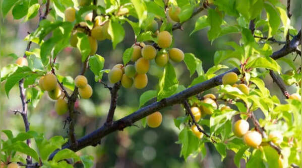 Growing persimmon at home? These 5 tips make it surprisingly easy