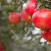 Article image for: Pomegranate for a <i class="tbold">healthy</i> option