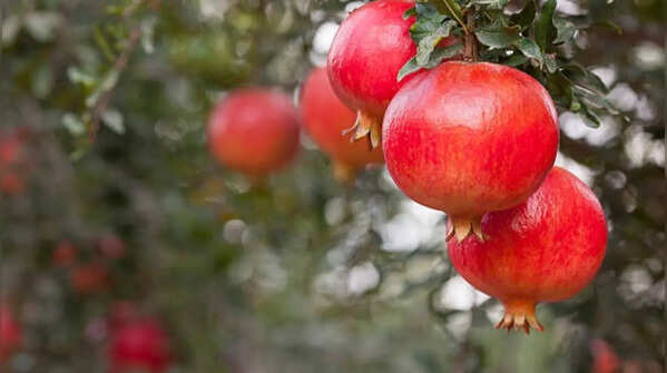 Pomegranate for a healthy option
