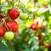 Article image for: Tomatoes for their refreshing nature