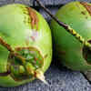 Article image for: <i class="tbold">coconut water</i> for rehydration