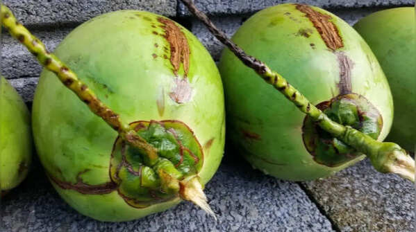 Coconut water for rehydration