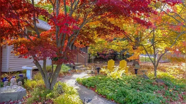 Japanese Maple (Acer palmatum)