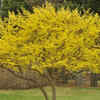 Article image for: Cornus Mas (Cornelian <i class="tbold">cherry</i>)