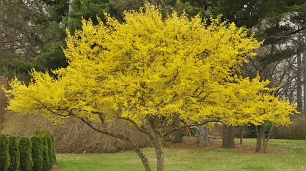 Cornus Mas (Cornelian Cherry)