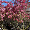 Article image for: Crab <i class="tbold">Apple</i> (Malus ‘Mokum’)