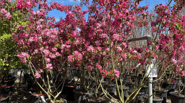 Crab Apple (Malus ‘Mokum’)