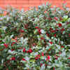 Holly (Ilex aquifolium)