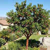 Article image for: Strawberry Tree (Arbutus unedo)
