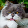 The Persian