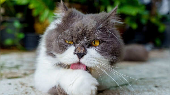 The Persian