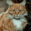 The Maine Coon