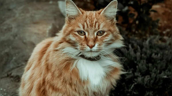 The Maine Coon