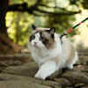 The Ragdoll