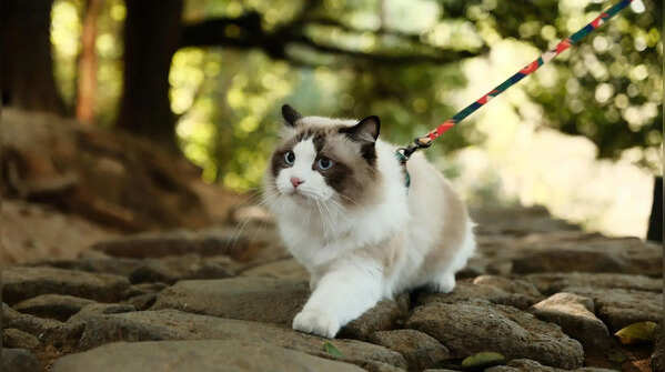 The Ragdoll