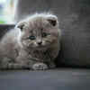 Article image for: The Scottish Fold