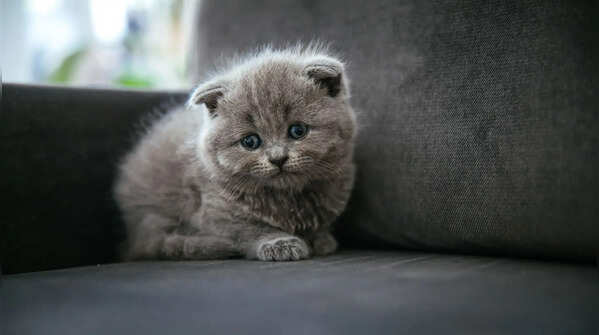 The Scottish Fold