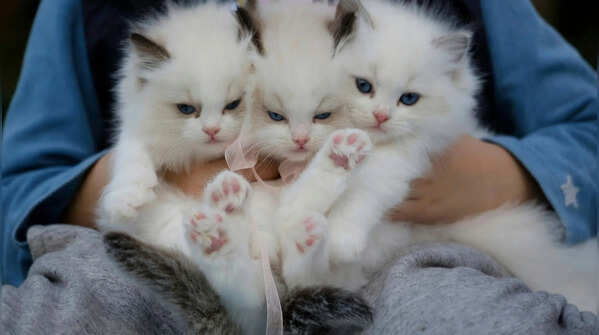 Too cute to handle: 5 viral cat breeds everyone is obsessed with in 2026