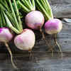 Turnips – dual-purpose veggie with easy maintenance