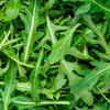 Article image for: Rocket (Arugula) – fast-growing leafy green