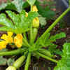 Article image for: Courgette – compact growth in <i class="tbold">pots</i>