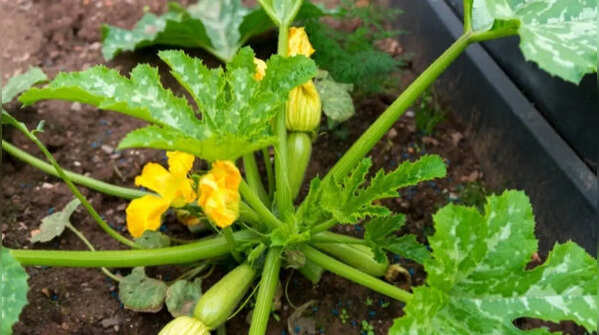 Courgette – compact growth in pots