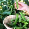 Broad beans – successful cultivation in containers
