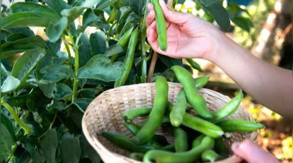 Broad beans – successful cultivation in containers