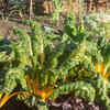 Swiss chard – beautiful and nutritious