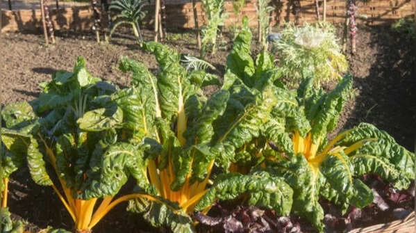 Swiss chard – beautiful and nutritious