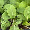 Article image for: Kale – a hardy vegetable