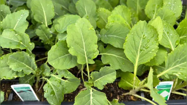 Kale – a hardy vegetable