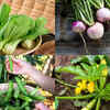 7 British vegetables that can grow in the balcony during this season