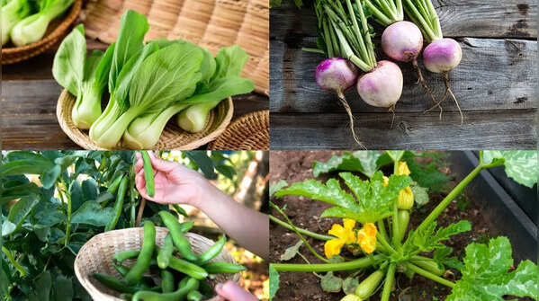 7 British vegetables that can grow in the balcony during this season