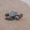 Article image for: Gahirmatha Coast, <i class="tbold">Odisha</i>